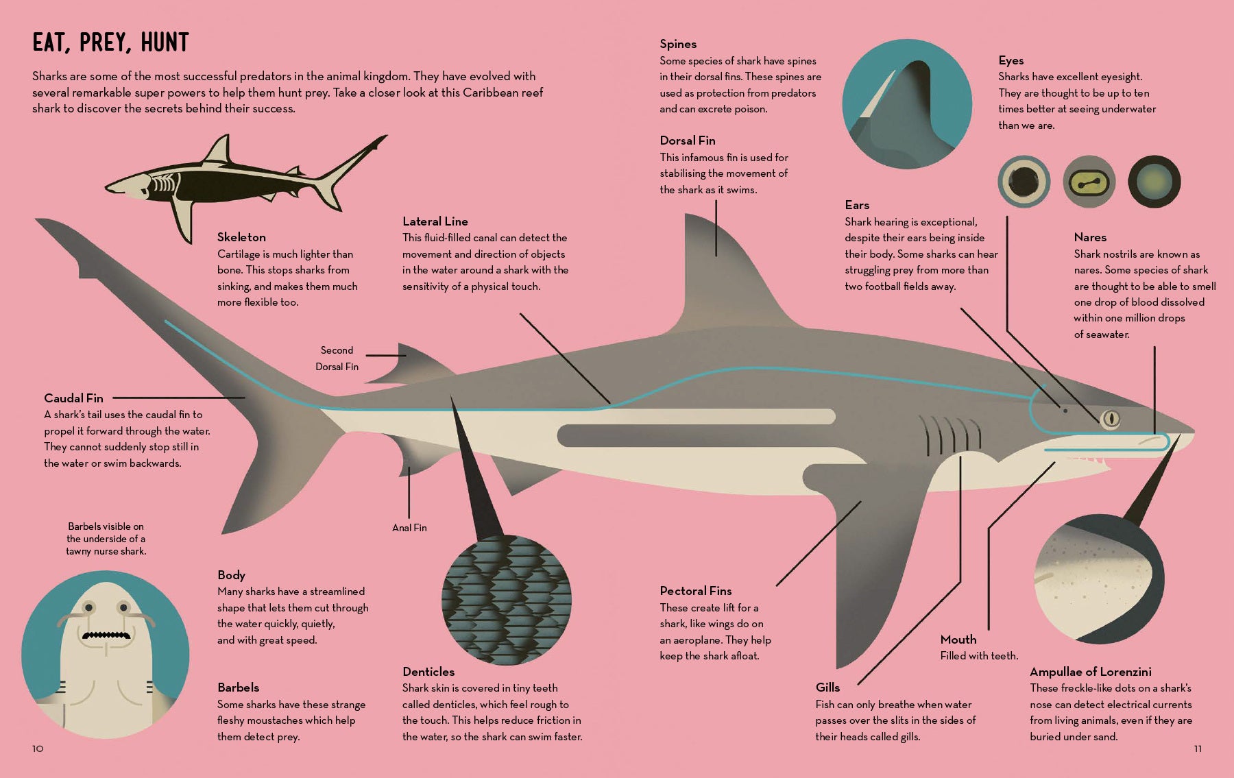 Smart About Sharks
