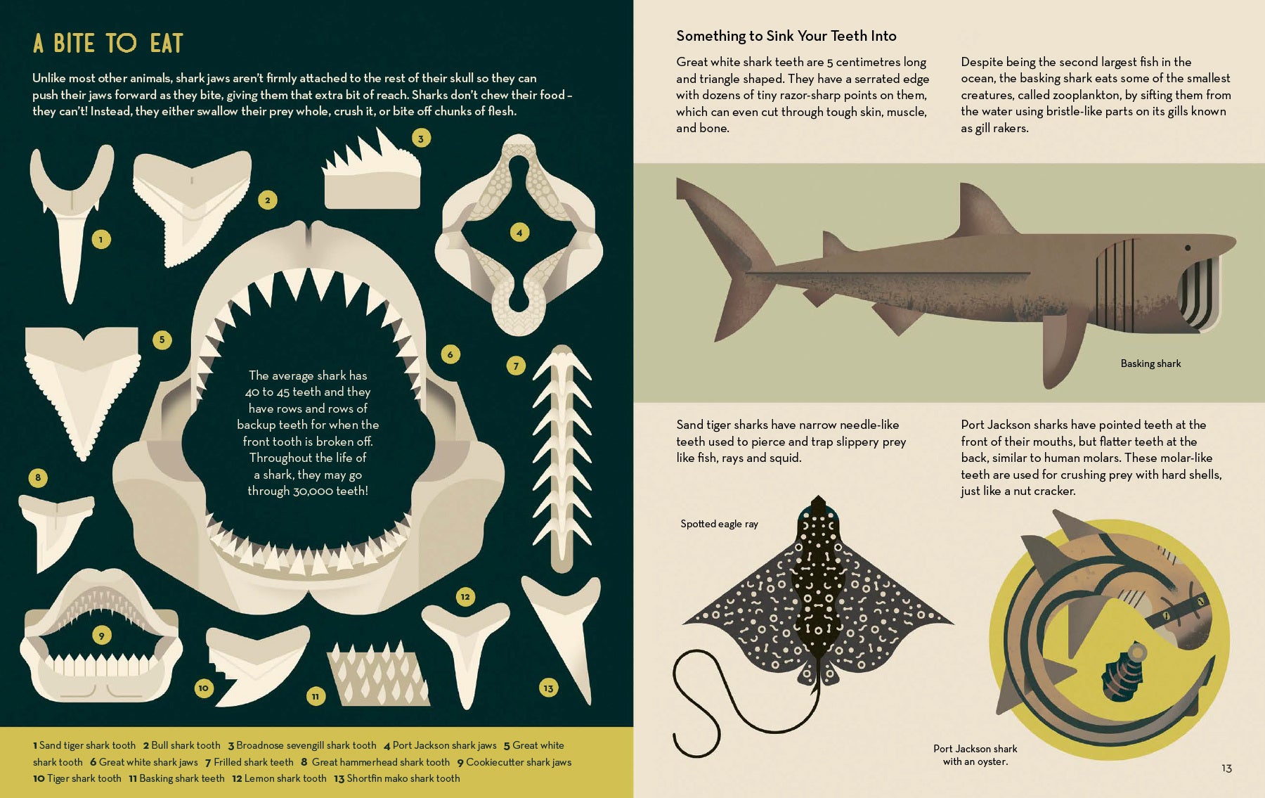 Smart About Sharks