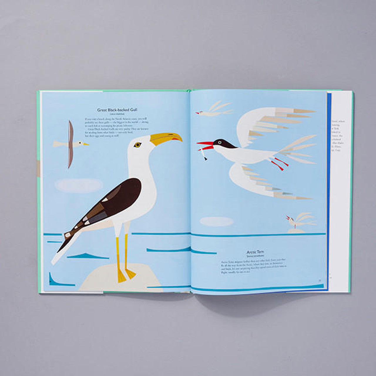 My Book of Birds