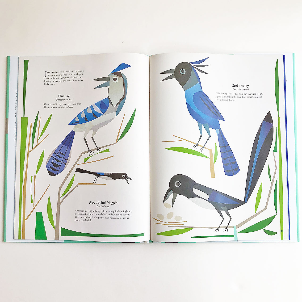 My Book of Birds