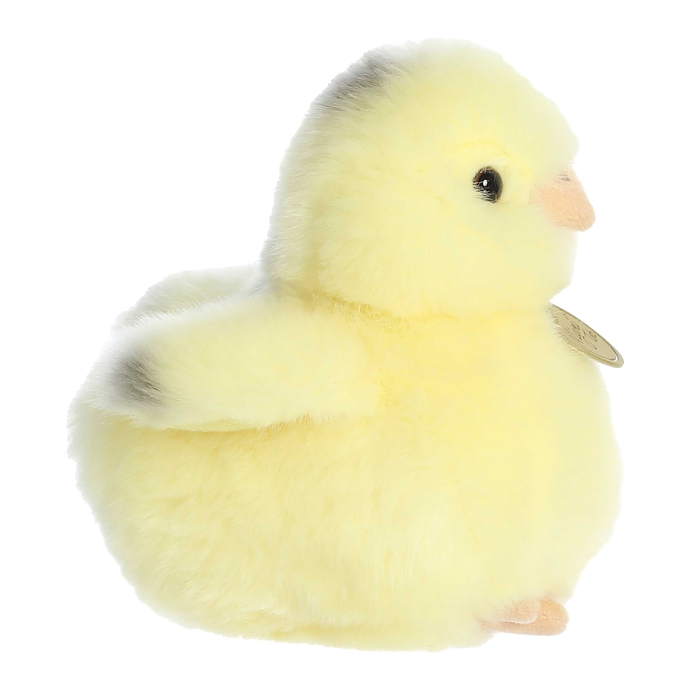 Ameraucana Chick