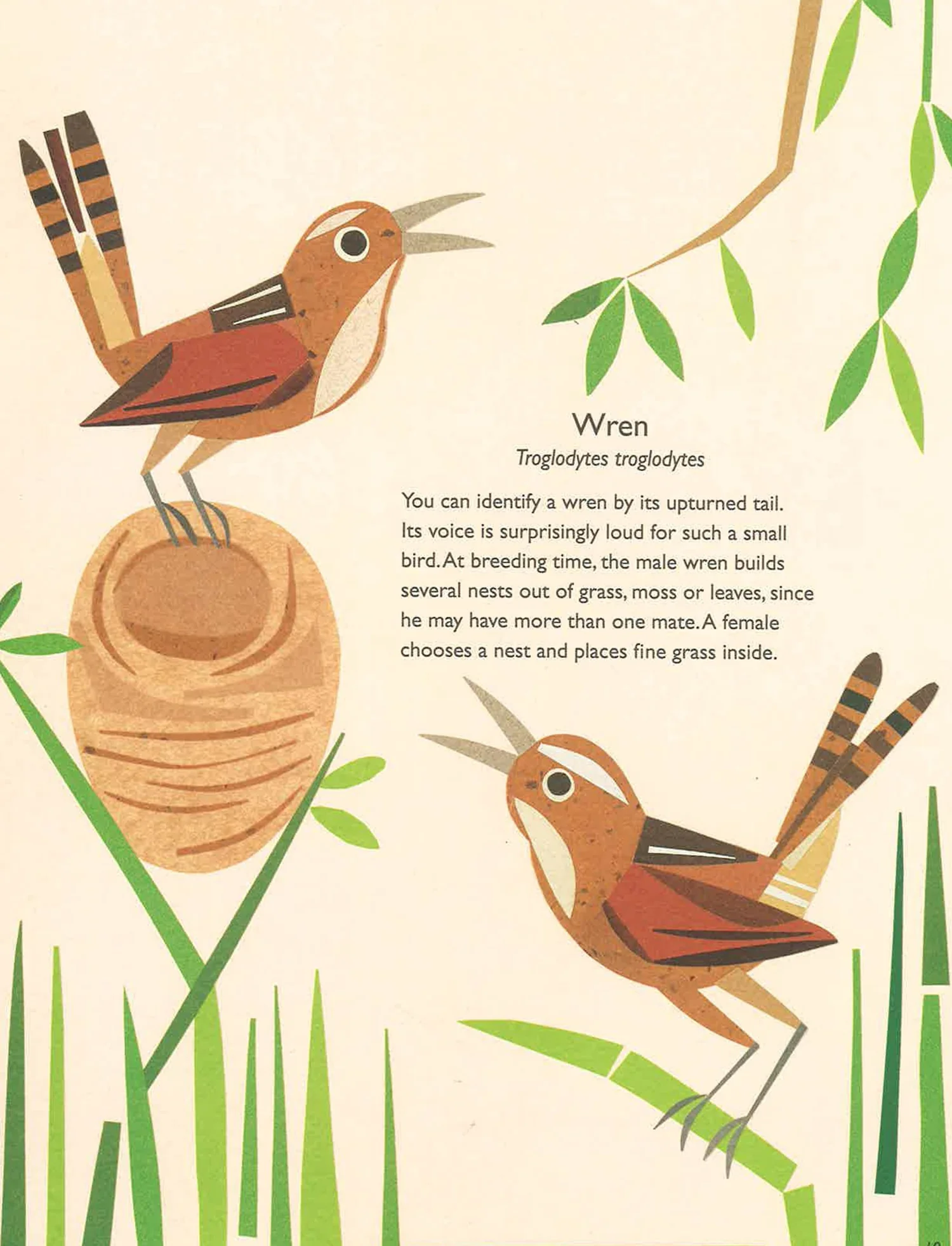 My Book of Birds