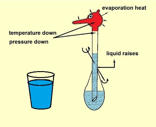 The Thermodynamic Drinking Bird