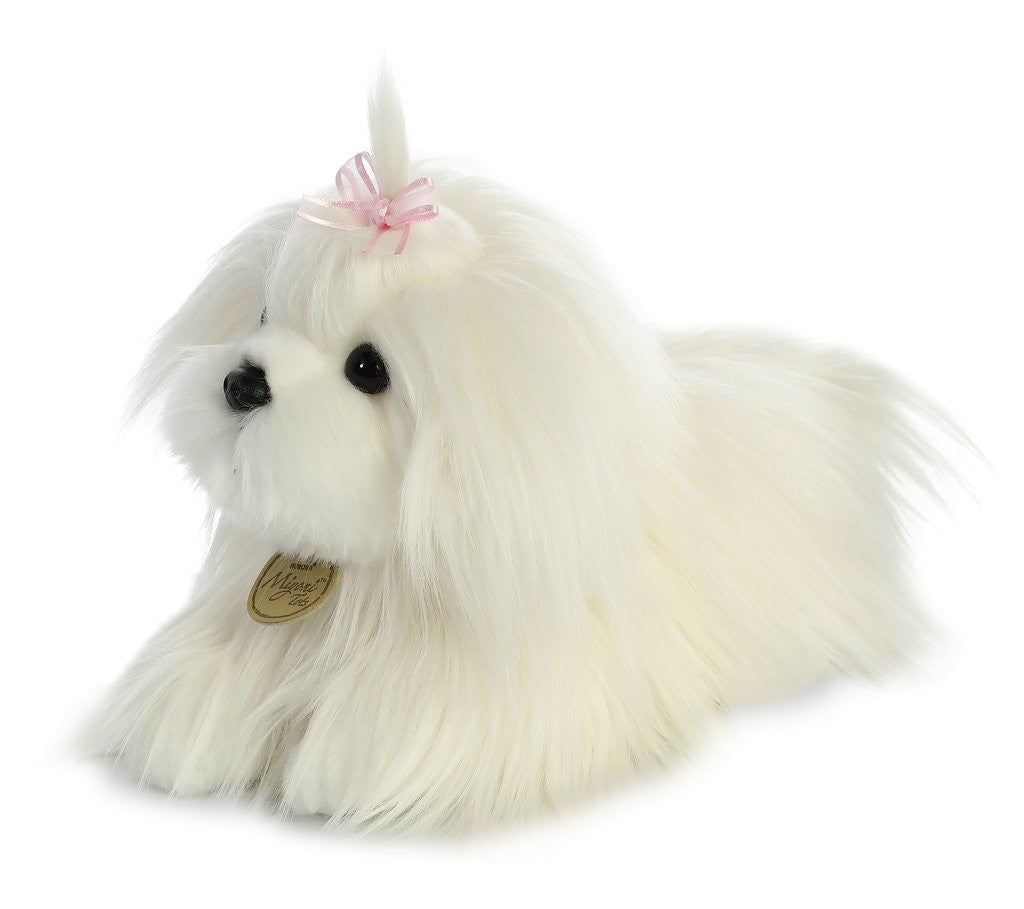 Maltese Puppy