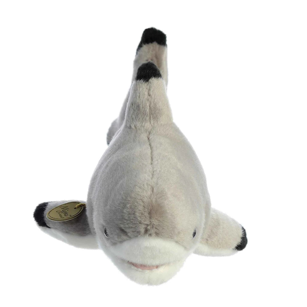 Blacktip Shark