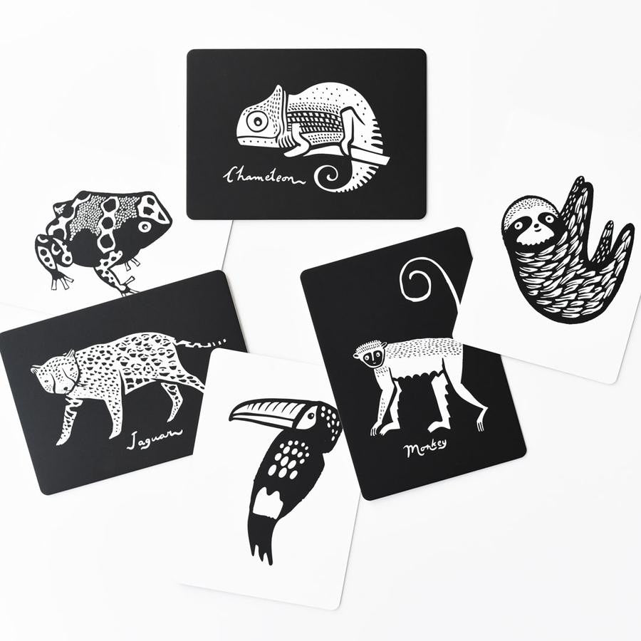 Art Cards for Babies Rainforest